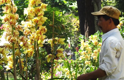 Khai mạc chợ hoa tết ở TP.HCM: Rực rỡ sắc màu ảnh 18