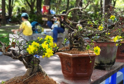 Khai mạc chợ hoa tết ở TP.HCM: Rực rỡ sắc màu ảnh 14 Khai mạc chợ hoa tết ở TP.HCM: Rực rỡ sắc màu ảnh 14