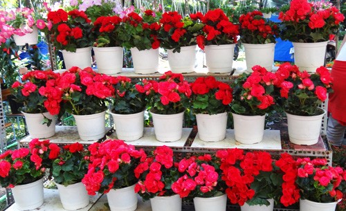 Khai mạc chợ hoa tết ở TP.HCM: Rực rỡ sắc màu ảnh 19 Khai mạc chợ hoa tết ở TP.HCM: Rực rỡ sắc màu ảnh 19