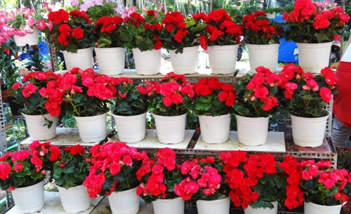 Khai mạc chợ hoa tết ở TP.HCM: Rực rỡ sắc màu ảnh 19