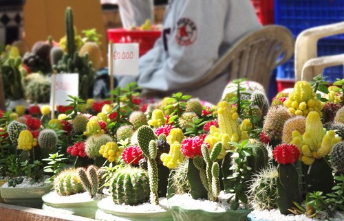 Khai mạc chợ hoa tết ở TP.HCM: Rực rỡ sắc màu ảnh 20 Khai mạc chợ hoa tết ở TP.HCM: Rực rỡ sắc màu ảnh 20