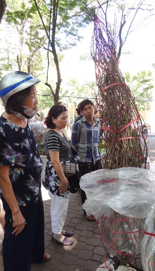 Khai mạc chợ hoa tết ở TP.HCM: Rực rỡ sắc màu ảnh 12 Khai mạc chợ hoa tết ở TP.HCM: Rực rỡ sắc màu ảnh 12