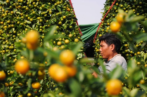 Như thông lệ, chợ hoa bến Bình Đông họp một tuần trước Tết. Tuy nhiên, các ghe thuyền đã chở hoa về tập trung từ nhiều ngày trước đó. Những ngày đầu, chợ hoa còn vắng. Theo nhiều người bán hàng, cách Tết 4 - 5 ngày chợ có thể mới đông. So với nhiều năm, lượng hàng bán ra năm nay ít hơn và có thể ế ẩm một số mặt hàng. Chợ hoa ở bến Bình Đông là địa chỉ tập trung nhiều loại hoa khác nhau, có mức giá tốt hơn các hội hoa ở trong thành phố. Tuy nhiên, mặt hàng lại tập trung vào các loài hoa từ miền Tây đổ về và thiếu hoa đào, tầm xuân từ phía Bắc vận chuyển vào. Quất hồng bì được các chủ hoa chăm sóc kỹ càng, giá một chậu từ 500.000 đến một triệu đồng, nhưng ít khách mua. Hoa được trồng trong những bình nhỏ đẹp bắt mắt, giá 50.000 - 100.000 đồng một giỏ. Các giò hoa mào gà, cúc... được người mua chú ý. Theo một khách hàng, giá tốt và màu sắc rực rỡ, hợp với không khí xuân là lý do những bình hoa này "ăn khách". Trong khi đó, lượng người mua cây cảnh, bonsai trong những ngày đầu rất chậm. Những chậu mai lớn có giá vài triệu đồng. Hoa mai từ lâu không thể thiếu trong dịp Tết của người miền Nam, tuy nhiên, nhiều người có thể chọn các bình hoa nhỏ để tiết kiệm hơn.