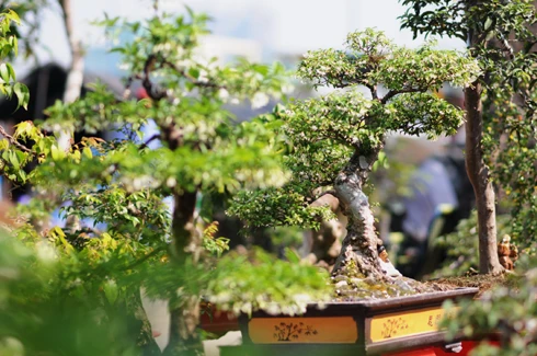 Như thông lệ, chợ hoa bến Bình Đông họp một tuần trước Tết. Tuy nhiên, các ghe thuyền đã chở hoa về tập trung từ nhiều ngày trước đó. Những ngày đầu, chợ hoa còn vắng. Theo nhiều người bán hàng, cách Tết 4 - 5 ngày chợ có thể mới đông. So với nhiều năm, lượng hàng bán ra năm nay ít hơn và có thể ế ẩm một số mặt hàng. Chợ hoa ở bến Bình Đông là địa chỉ tập trung nhiều loại hoa khác nhau, có mức giá tốt hơn các hội hoa ở trong thành phố. Tuy nhiên, mặt hàng lại tập trung vào các loài hoa từ miền Tây đổ về và thiếu hoa đào, tầm xuân từ phía Bắc vận chuyển vào. Quất hồng bì được các chủ hoa chăm sóc kỹ càng, giá một chậu từ 500.000 đến một triệu đồng, nhưng ít khách mua. Hoa được trồng trong những bình nhỏ đẹp bắt mắt, giá 50.000 - 100.000 đồng một giỏ. Các giò hoa mào gà, cúc... được người mua chú ý. Theo một khách hàng, giá tốt và màu sắc rực rỡ, hợp với không khí xuân là lý do những bình hoa này "ăn khách". Trong khi đó, lượng người mua cây cảnh, bonsai trong những ngày đầu rất chậm. Những chậu mai lớn có giá vài triệu đồng. Hoa mai từ lâu không thể thiếu trong dịp Tết của người miền Nam, tuy nhiên, nhiều người có thể chọn các bình hoa nhỏ để tiết kiệm hơn.