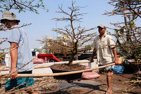 Như thông lệ, chợ hoa bến Bình Đông họp một tuần trước Tết. Tuy nhiên, các ghe thuyền đã chở hoa về tập trung từ nhiều ngày trước đó. Những ngày đầu, chợ hoa còn vắng. Theo nhiều người bán hàng, cách Tết 4 - 5 ngày chợ có thể mới đông. So với nhiều năm, lượng hàng bán ra năm nay ít hơn và có thể ế ẩm một số mặt hàng. Chợ hoa ở bến Bình Đông là địa chỉ tập trung nhiều loại hoa khác nhau, có mức giá tốt hơn các hội hoa ở trong thành phố. Tuy nhiên, mặt hàng lại tập trung vào các loài hoa từ miền Tây đổ về và thiếu hoa đào, tầm xuân từ phía Bắc vận chuyển vào. Quất hồng bì được các chủ hoa chăm sóc kỹ càng, giá một chậu từ 500.000 đến một triệu đồng, nhưng ít khách mua. Hoa được trồng trong những bình nhỏ đẹp bắt mắt, giá 50.000 - 100.000 đồng một giỏ. Các giò hoa mào gà, cúc... được người mua chú ý. Theo một khách hàng, giá tốt và màu sắc rực rỡ, hợp với không khí xuân là lý do những bình hoa này "ăn khách". Trong khi đó, lượng người mua cây cảnh, bonsai trong những ngày đầu rất chậm. Những chậu mai lớn có giá vài triệu đồng. Hoa mai từ lâu không thể thiếu trong dịp Tết của người miền Nam, tuy nhiên, nhiều người có thể chọn các bình hoa nhỏ để tiết kiệm hơn.