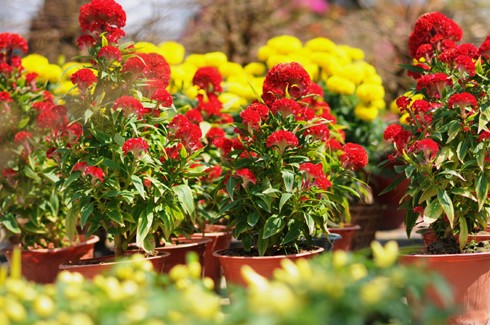 Như thông lệ, chợ hoa bến Bình Đông họp một tuần trước Tết. Tuy nhiên, các ghe thuyền đã chở hoa về tập trung từ nhiều ngày trước đó. Những ngày đầu, chợ hoa còn vắng. Theo nhiều người bán hàng, cách Tết 4 - 5 ngày chợ có thể mới đông. So với nhiều năm, lượng hàng bán ra năm nay ít hơn và có thể ế ẩm một số mặt hàng. Chợ hoa ở bến Bình Đông là địa chỉ tập trung nhiều loại hoa khác nhau, có mức giá tốt hơn các hội hoa ở trong thành phố. Tuy nhiên, mặt hàng lại tập trung vào các loài hoa từ miền Tây đổ về và thiếu hoa đào, tầm xuân từ phía Bắc vận chuyển vào. Quất hồng bì được các chủ hoa chăm sóc kỹ càng, giá một chậu từ 500.000 đến một triệu đồng, nhưng ít khách mua. Hoa được trồng trong những bình nhỏ đẹp bắt mắt, giá 50.000 - 100.000 đồng một giỏ. Các giò hoa mào gà, cúc... được người mua chú ý. Theo một khách hàng, giá tốt và màu sắc rực rỡ, hợp với không khí xuân là lý do những bình hoa này "ăn khách". Trong khi đó, lượng người mua cây cảnh, bonsai trong những ngày đầu rất chậm. Những chậu mai lớn có giá vài triệu đồng. Hoa mai từ lâu không thể thiếu trong dịp Tết của người miền Nam, tuy nhiên, nhiều người có thể chọn các bình hoa nhỏ để tiết kiệm hơn.