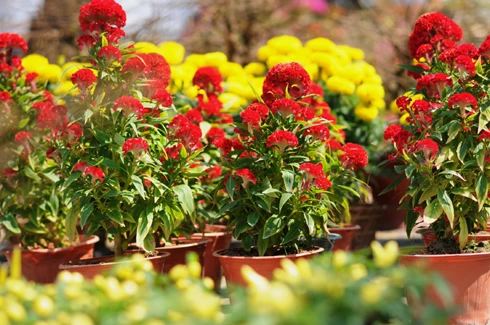 Như thông lệ, chợ hoa bến Bình Đông họp một tuần trước Tết. Tuy nhiên, các ghe thuyền đã chở hoa về tập trung từ nhiều ngày trước đó. Những ngày đầu, chợ hoa còn vắng. Theo nhiều người bán hàng, cách Tết 4 - 5 ngày chợ có thể mới đông. So với nhiều năm, lượng hàng bán ra năm nay ít hơn và có thể ế ẩm một số mặt hàng. Chợ hoa ở bến Bình Đông là địa chỉ tập trung nhiều loại hoa khác nhau, có mức giá tốt hơn các hội hoa ở trong thành phố. Tuy nhiên, mặt hàng lại tập trung vào các loài hoa từ miền Tây đổ về và thiếu hoa đào, tầm xuân từ phía Bắc vận chuyển vào. Quất hồng bì được các chủ hoa chăm sóc kỹ càng, giá một chậu từ 500.000 đến một triệu đồng, nhưng ít khách mua. Hoa được trồng trong những bình nhỏ đẹp bắt mắt, giá 50.000 - 100.000 đồng một giỏ. Các giò hoa mào gà, cúc... được người mua chú ý. Theo một khách hàng, giá tốt và màu sắc rực rỡ, hợp với không khí xuân là lý do những bình hoa này "ăn khách". Trong khi đó, lượng người mua cây cảnh, bonsai trong những ngày đầu rất chậm. Những chậu mai lớn có giá vài triệu đồng. Hoa mai từ lâu không thể thiếu trong dịp Tết của người miền Nam, tuy nhiên, nhiều người có thể chọn các bình hoa nhỏ để tiết kiệm hơn.