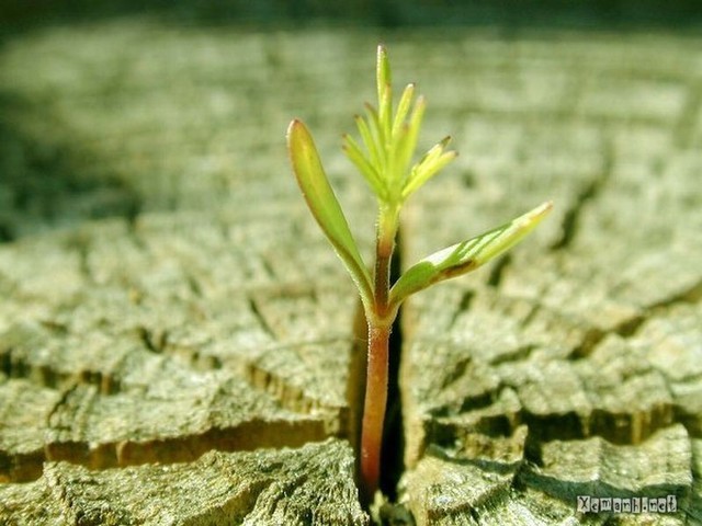 Khôi phục niềm tin ảnh 1 niem tin.jpg