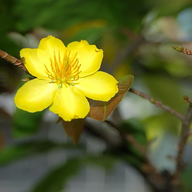 Lá thư Xuân ảnh 1 316320207_5c4afca746_z.jpg