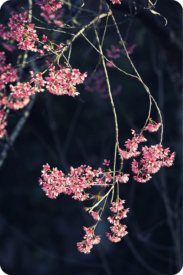 Chúc hanh thông, an lạc, cát tường... ảnh 1 Gau bung bu.jpg