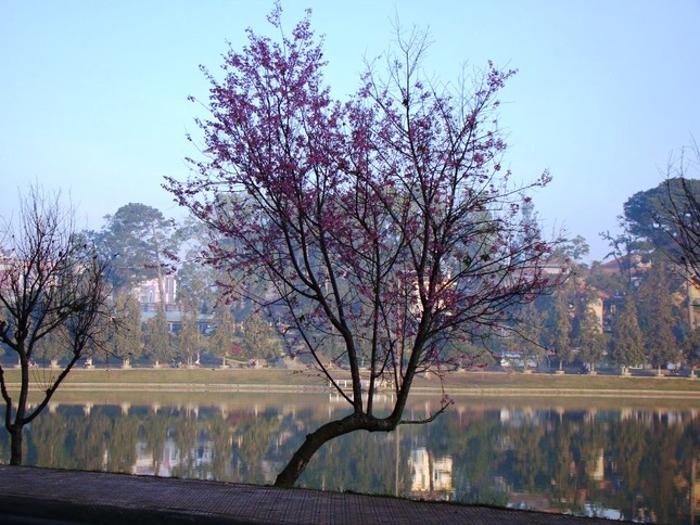 sac hoa anh dao01.jpg