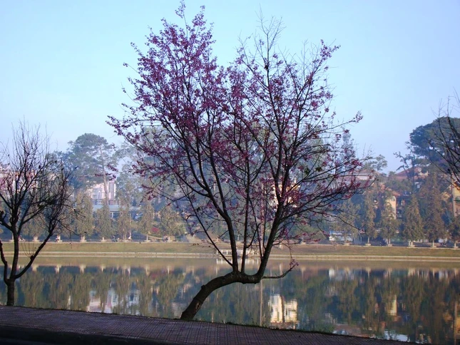 Ngày xuân ngắm mai anh đào ảnh 3 sac hoa anh dao01.jpg