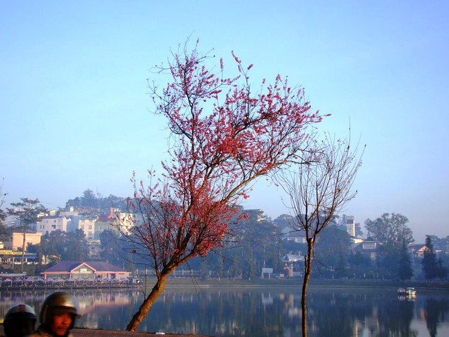 sac hoa anh dao03.jpg