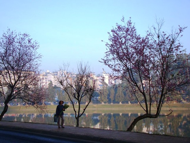 sac hoa anh dao04.jpg