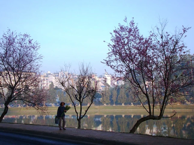 Ngày xuân ngắm mai anh đào ảnh 4 sac hoa anh dao04.jpg