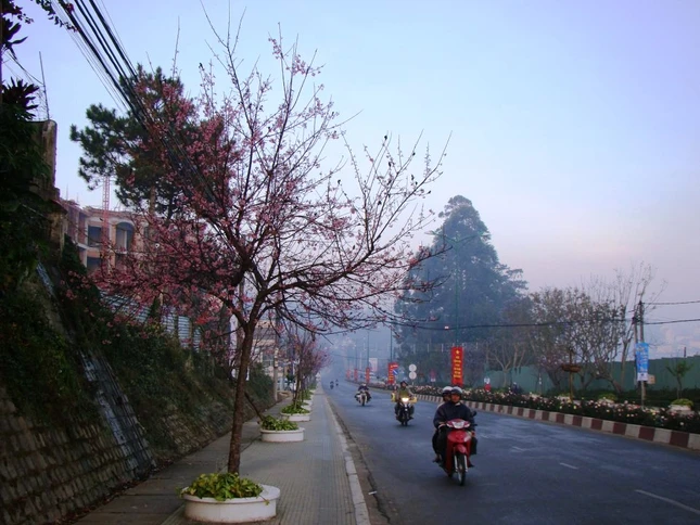 Ngày xuân ngắm mai anh đào ảnh 8 sac hoa anh dao05.jpg