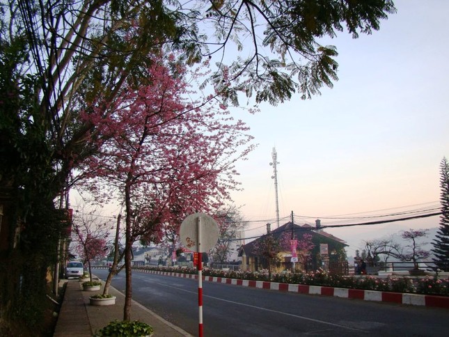 sac hoa anh dao06.jpg