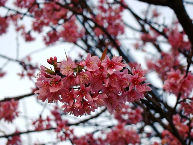 sac hoa anh dao07.jpg