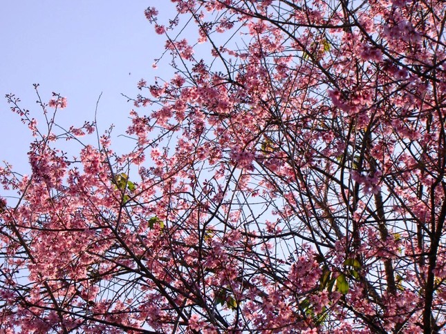 sac hoa anh dao08.jpg