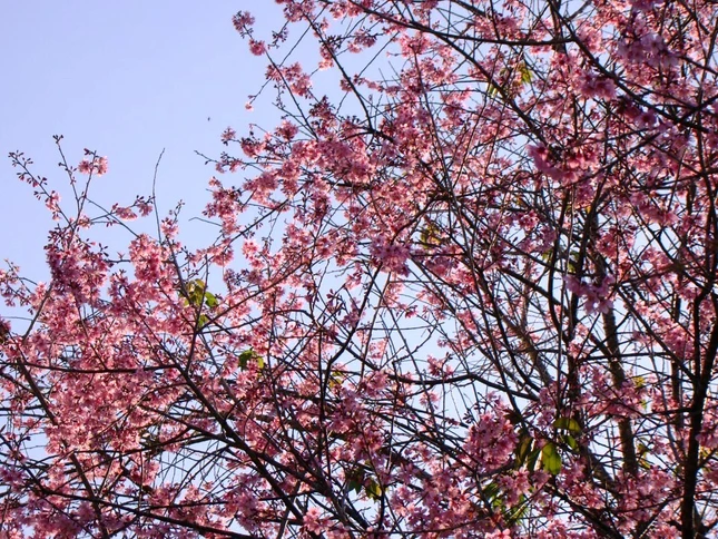 Ngày xuân ngắm mai anh đào ảnh 9 sac hoa anh dao08.jpg