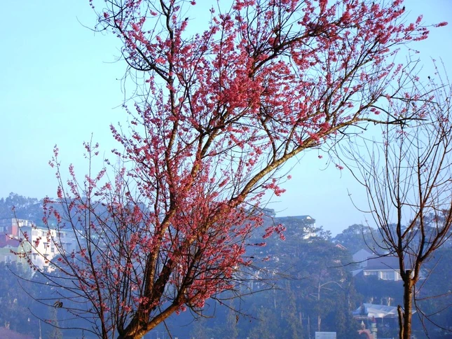 Ngày xuân ngắm mai anh đào ảnh 6 sac hoa anh dao09.jpg