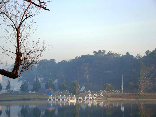 sac hoa anh dao10.jpg