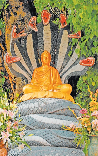 Rắn trong nhà thiền ảnh 1