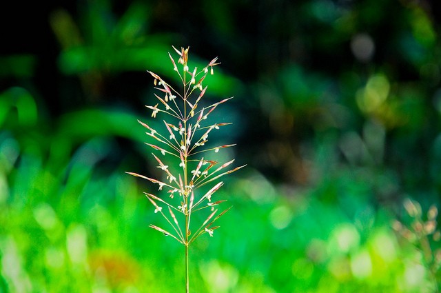 Nơi bình yên cỏ dại ảnh 1 co may.jpg