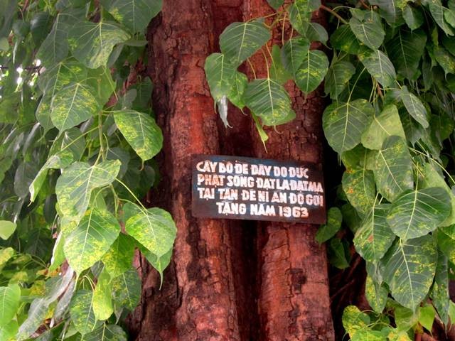 Có một chùa Một Cột giữa lòng Sài Gòn ảnh 5 IMG_0595.jpg