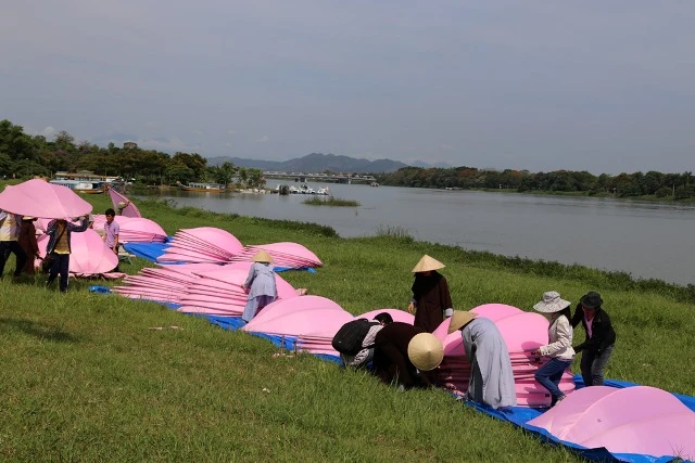 Bảy đóa sen hồng đã "nở" giữa dòng Hương giang ảnh 10 Bảy đóa sen hồng đã "nở" giữa dòng Hương giang ảnh 10