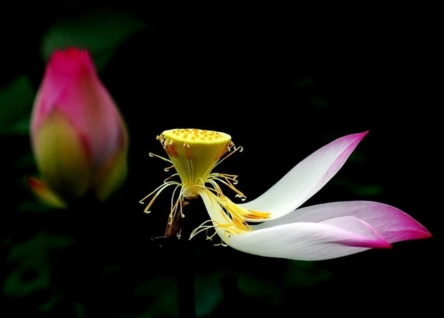 Đã biết vô thường ảnh 1 vo_thuong_lotus_216682044.jpg