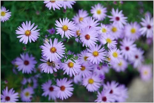 Hoa tím bên thềm ảnh 1 hoa tim.jpg