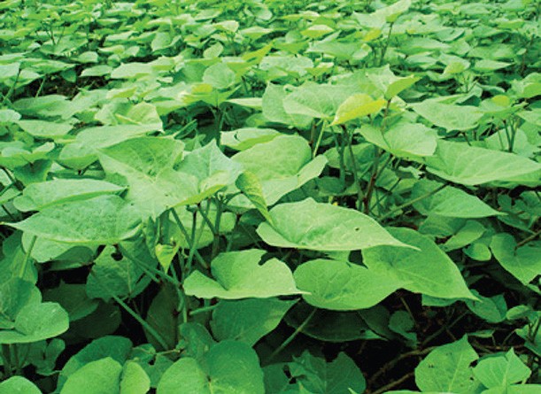 Rau lang ảnh 1 rau lang.jpg