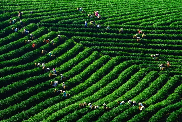 Nặng lòng với xứ trà ảnh 6 giang phong5.jpg