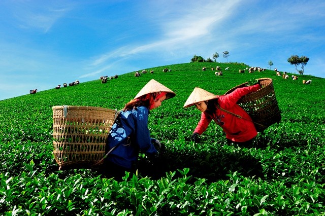 Nặng lòng với xứ trà ảnh 5 giang phong6.jpg