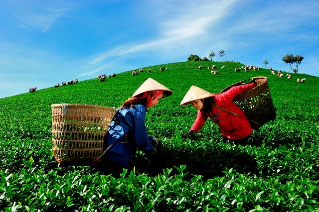 Nặng lòng với xứ trà ảnh 5 giang phong6.jpg