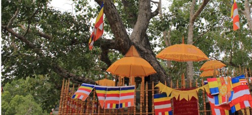 buddha-tree.jpg