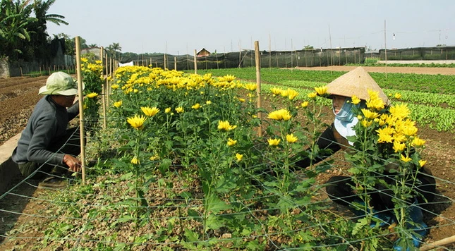 Hai vợ chồng ông Đỗ Đắc Canh đang tỉa bán những bông cúc đã đến ngày thu hoạch - Ảnh: Phạm Nhâm