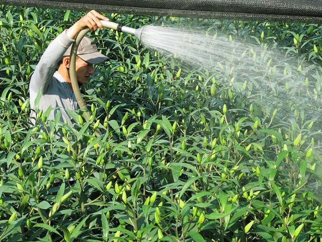 Anh Đỗ Đắc Bắc dùng máy bơm tưới nước cho hai sào hoa ly đang chờ nở dịp tết - Ảnh: Phạm Nhâm Anh Đỗ Đắc Bắc dùng máy bơm tưới nước cho hai sào hoa ly đang chờ nở dịp tết - Ảnh: Phạm Nhâm