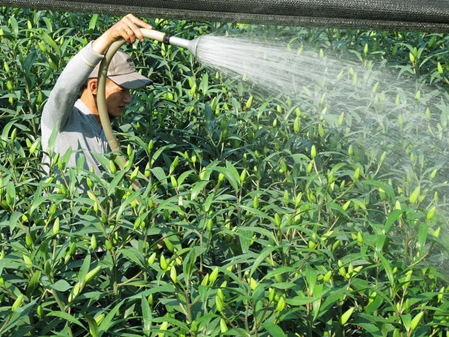 Anh Đỗ Đắc Bắc dùng máy bơm tưới nước cho hai sào hoa ly đang chờ nở dịp tết - Ảnh: Phạm Nhâm