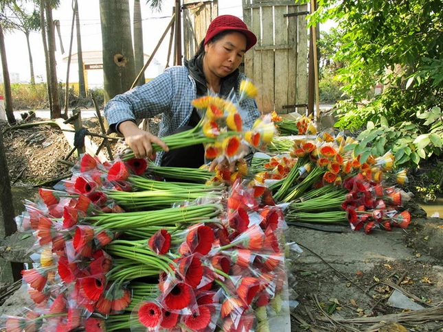 Những bó hoa được người dân xếp cẩn thận từng bó, chuẩn bị chuyển đi các tỉnh thành tiêu thụ - Ảnh: Phạm Nhâm