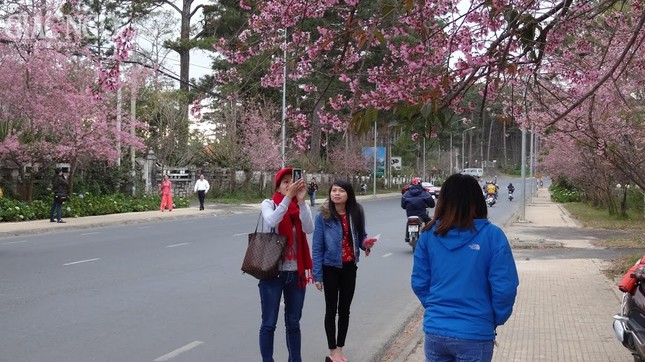 Ngắm mai anh đào tuyệt đẹp ở Đà Lạt ảnh 5 nguyen han 10.jpg