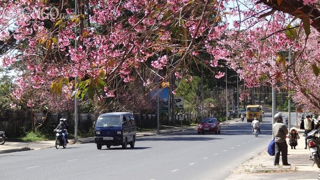 Ngắm mai anh đào tuyệt đẹp ở Đà Lạt ảnh 6 nguyen han 11.jpg