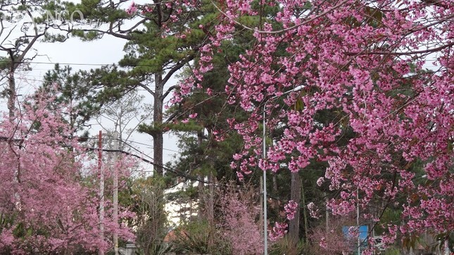 Ngắm mai anh đào tuyệt đẹp ở Đà Lạt ảnh 9 nguyen han 6.jpg