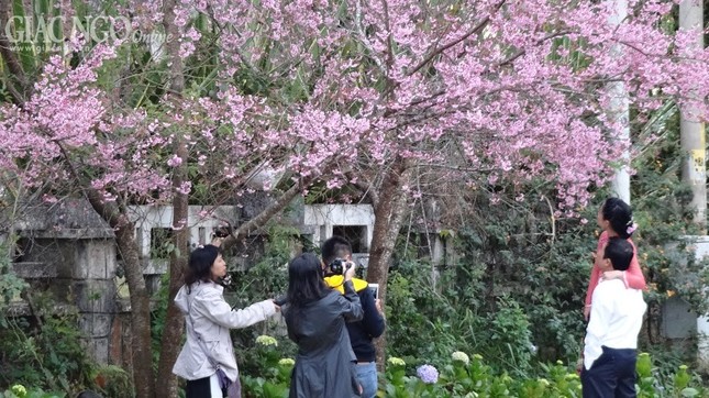 Ngắm mai anh đào tuyệt đẹp ở Đà Lạt ảnh 7 nguyen han 8.jpg