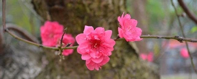 Hinh-nen-hoa-Dao-mung-xuan-2013- (8).JPG