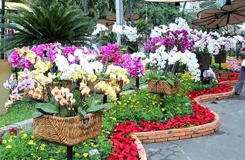 Ngắm đường hoa Nguyễn Huệ trước giờ khai mạc ảnh 20 - 20