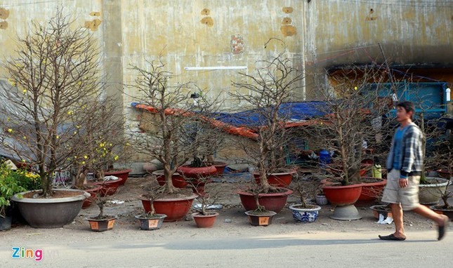 Đây là nơi thăm quan, thưởng lãm, mua sắm hoa Tết lý tưởng của người dân và du khách nhân dịp Tết đến, xuân về.