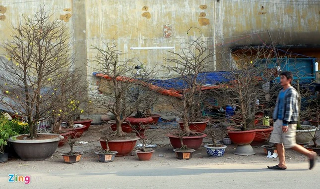 Đây là nơi thăm quan, thưởng lãm, mua sắm hoa Tết lý tưởng của người dân và du khách nhân dịp Tết đến, xuân về.