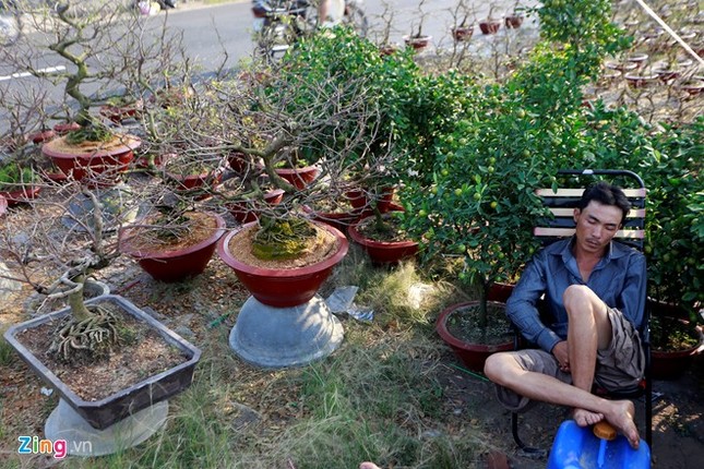Anh Thành (Sa Đéc, Đồng Tháp) tranh thủ nghỉ trưa bên khu vực trưng bày hoa mai, quất của mình.